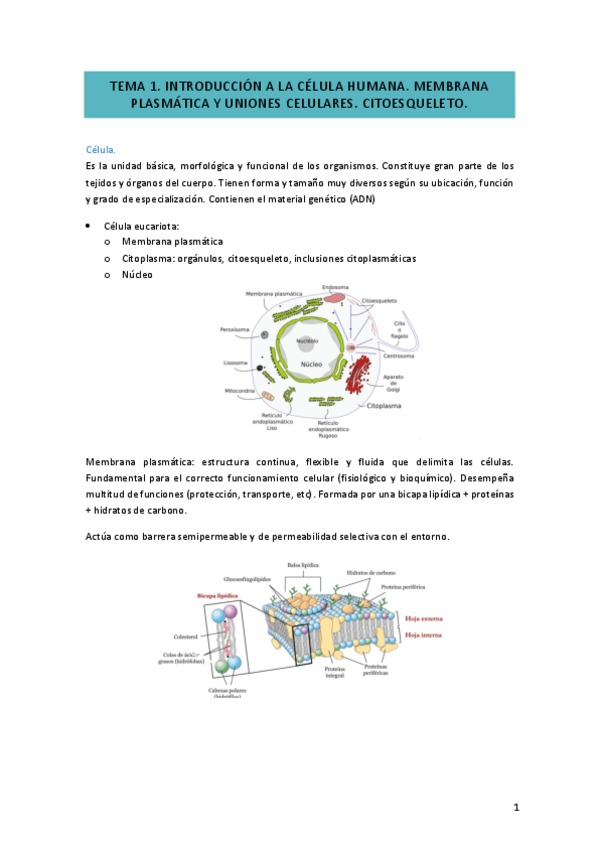 Miniatura del documento TEMA-1-HISTOBIOLOGIA.pdf