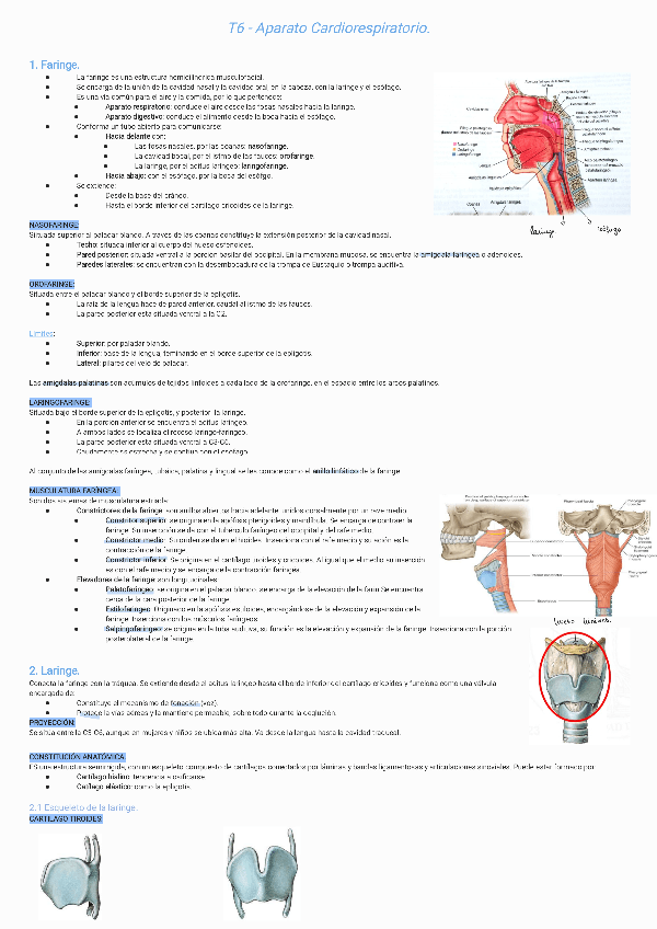 Miniatura del documento T6-Aparato-Cardiorespiratorio231102143718.pdf