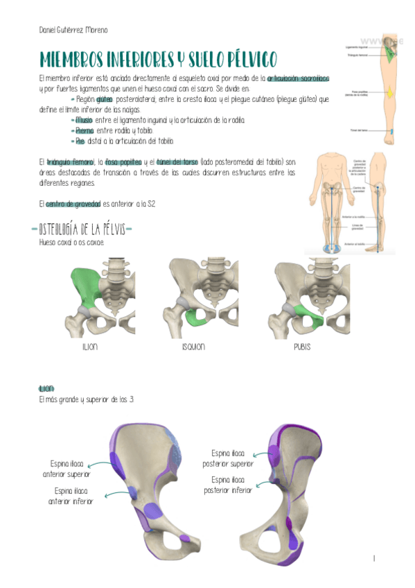 Miniatura del documento ANATOMIA-MIEMBROSINFERIORES.pdf