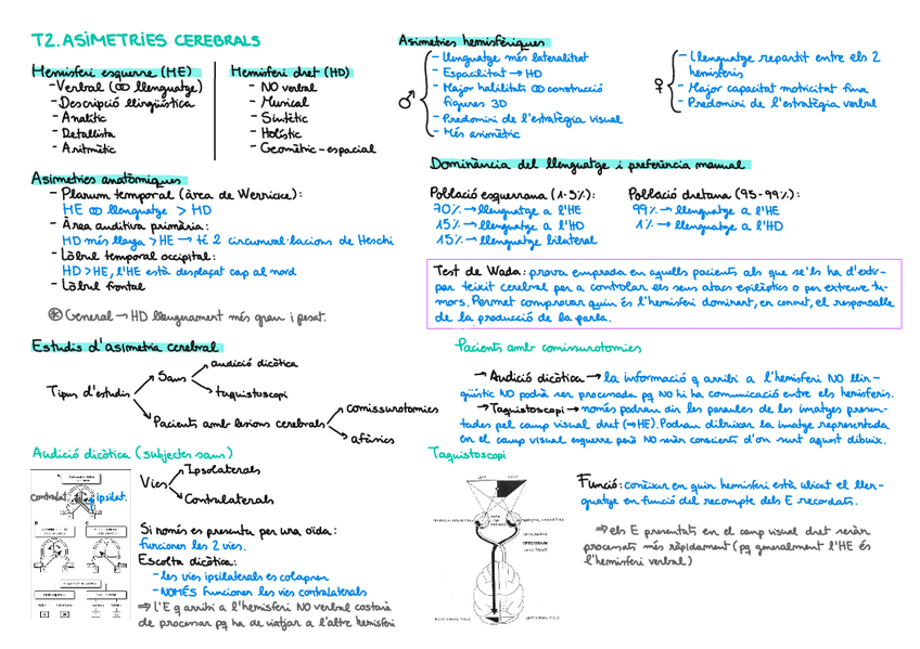 Miniatura del documento T2-Resum-asimetries-cerebrals.pdf