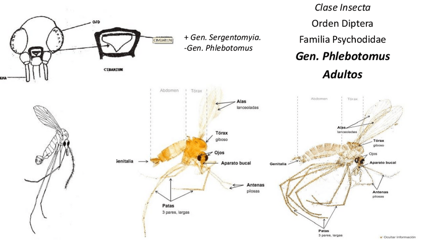 Miniatura del documento Practicas-parasitologia-2023.pdf