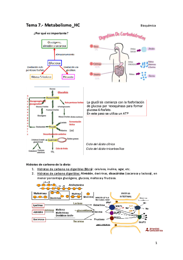 Miniatura del documento TEMA-7.-MetabolismoHC.pdf