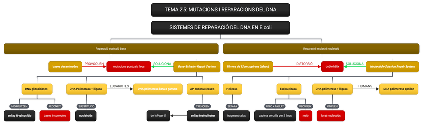 Miniatura del documento SISTEMES-DE-REPARACIO-DEL-DNA-en-E.coli-3.png