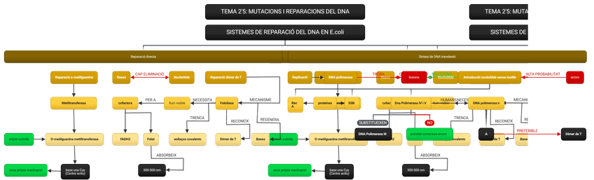 Miniatura del documento SISTEMES-DE-REPARACIO-DEL-DNA-en-E.coli-4.png