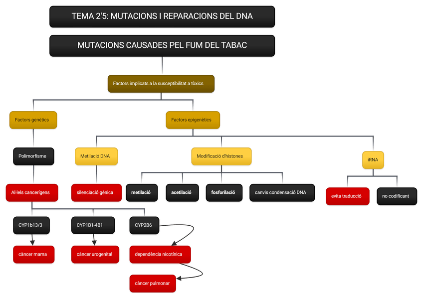 Miniatura del documento MUTACIONS-CAUSADES-PEL-FUM-DEL-TABAC-2.png