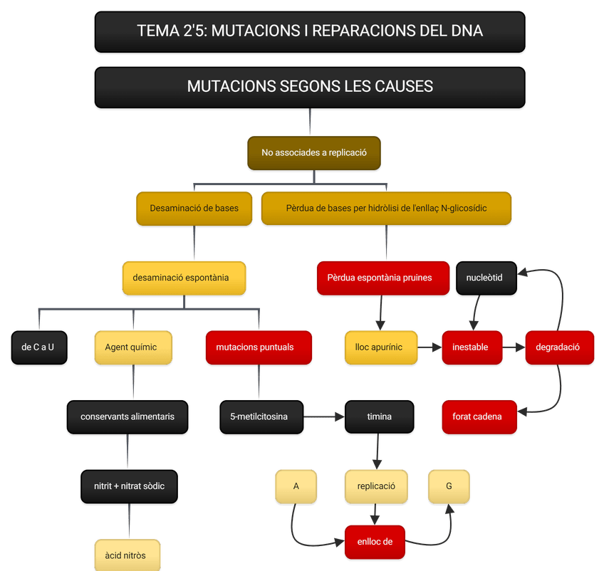 Miniatura del documento MUTACIONS-SEGONS-LES-CAUSES-2.png