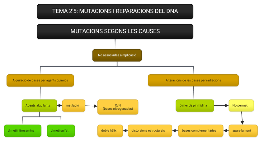 Miniatura del documento MUTACIONS-SEGONS-LES-CAUSES-3.png