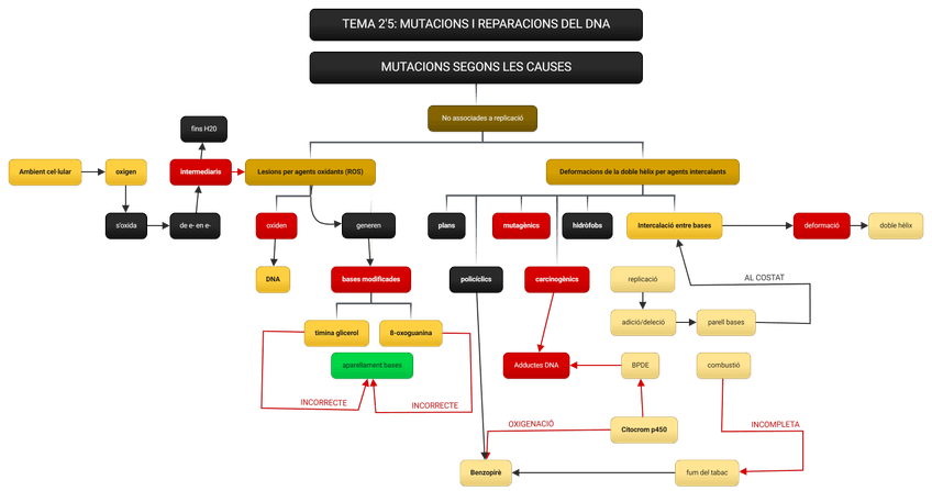 Miniatura del documento MUTACIONS-SEGONS-LES-CAUSES-4.png