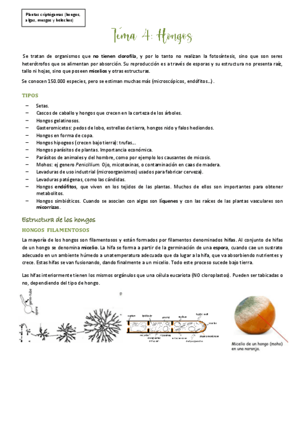 Miniatura del documento Tema-4: Hongos.pdf