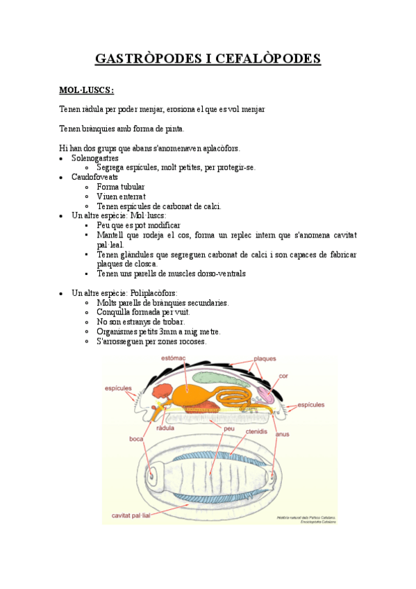 Miniatura del documento GASTROPODES-I-CEFALOPODES.pdf