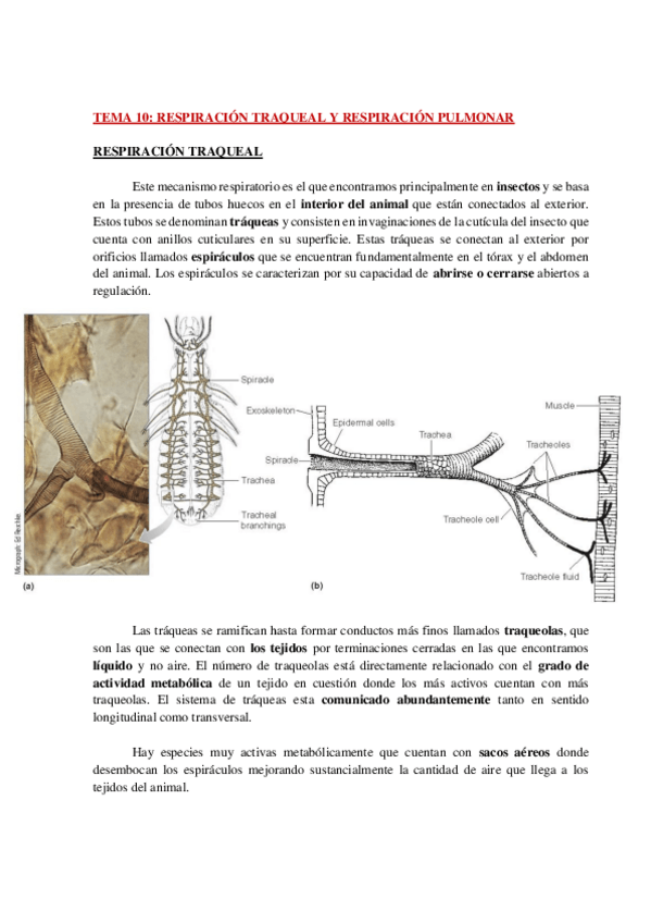 Miniatura del documento AP-FISIO-ANIMAL-COMPARADA-TEMA-10-WH.pdf