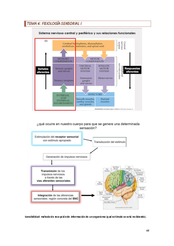 Miniatura del documento Tema-4-fisiologia-sensorial-I.pdf