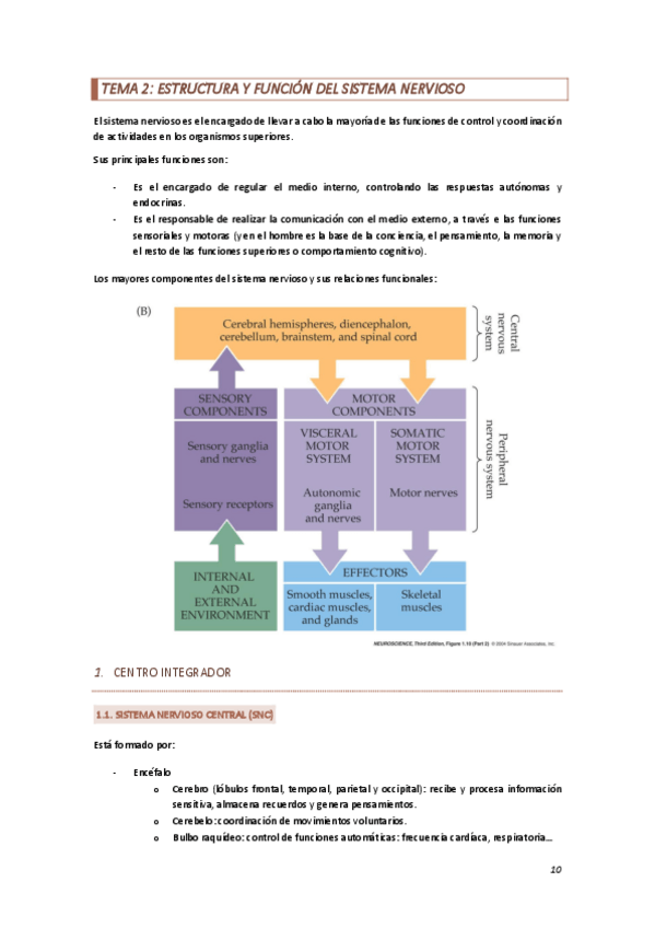 Miniatura del documento Tema-2-estructura-y-funcion-del-sistema-nervioso.pdf