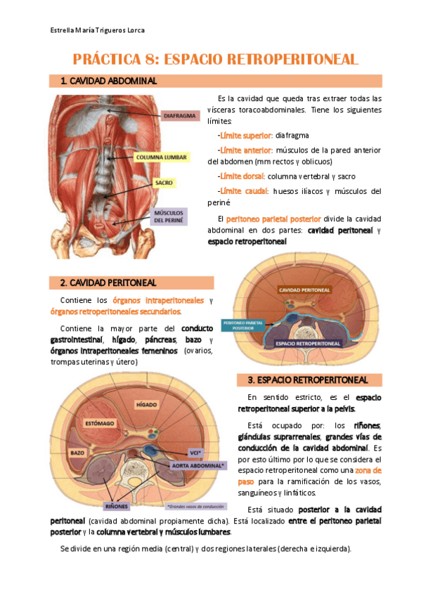 Miniatura del documento PRACTICA 8_ANATOMÍA III.pdf