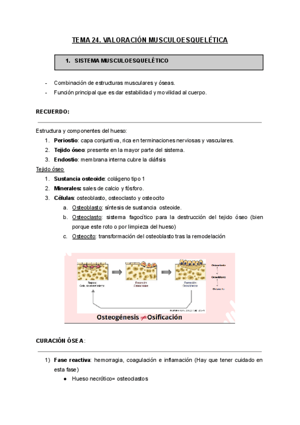Miniatura del documento TEMA 24: VALORACIÓN MUSCULOESQUELÉTICA.pdf