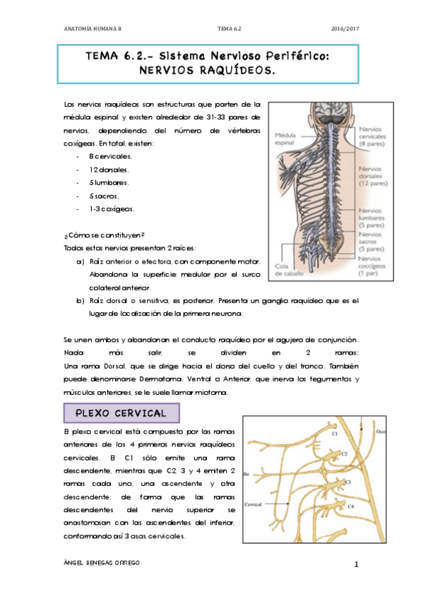 Miniatura del documento TEMA 6.2. INERVACIÓN DE EXTREMIDADES.pdf