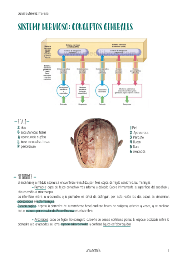 Miniatura del documento ANATOMIA-SISTEMANERVIOSO.pdf