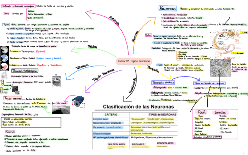 Miniatura del documento Histologia.pdf