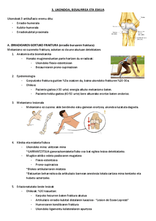 Miniatura del documento 3.-Ukondoa-besaurrea-eta-eskua.pdf