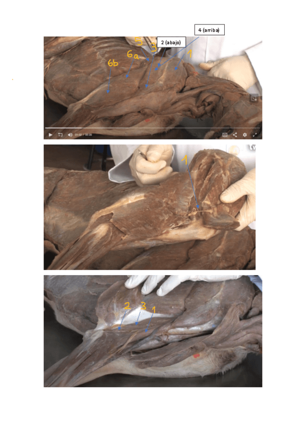 Miniatura del documento practica-8.pdf