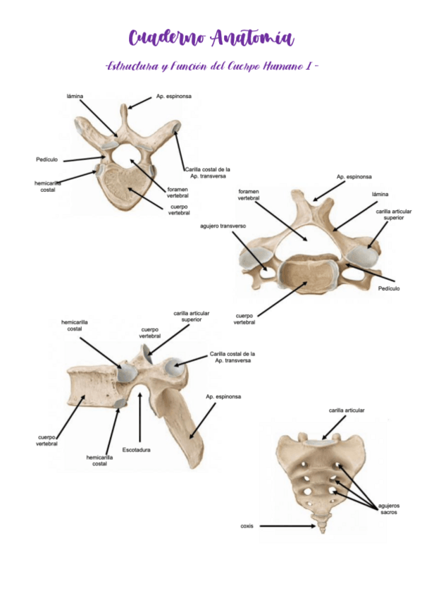 Miniatura del documento Cuaderno-Anatomia-EYFCH-I-COMPLETO.pdf