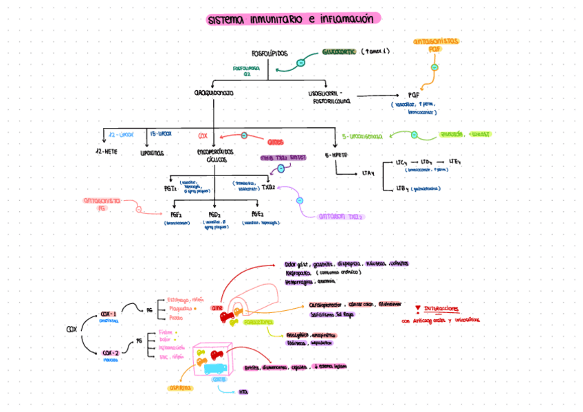 Miniatura del documento S.-INMUNE-E-INFLAMACION.pdf
