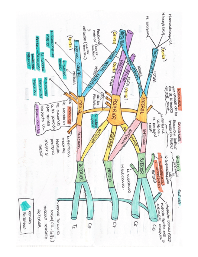 Miniatura del documento SNM-MMSS-Daniela.pdf