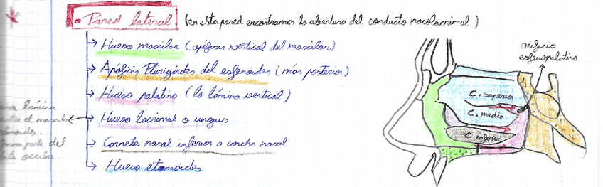 Miniatura del documento Practicas-Anatomia-Completo.pdf