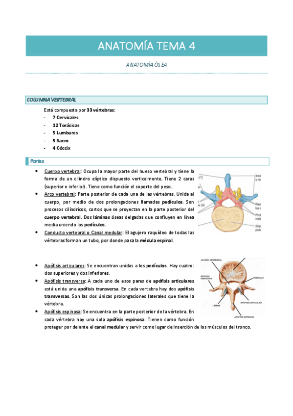 Miniatura del documento ANATOMIA-TEMA-3-huesos.pdf