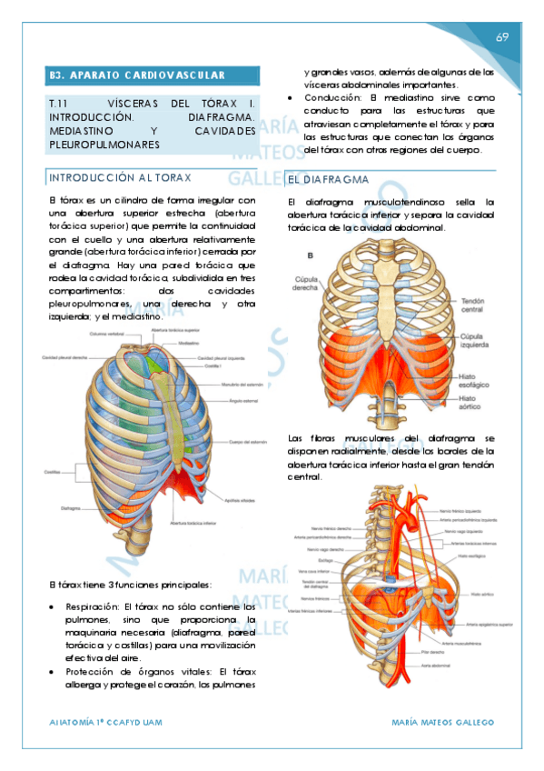 Miniatura del documento Temas 11-14. BLOQUE 3 Visceras del torax. .pdf