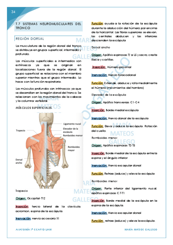 Miniatura del documento Temas 7-10. BLOQUE 2 parte 3 Aparato locomotor. .pdf