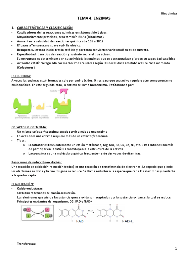 Miniatura del documento TEMA-4.-Enzimas.pdf