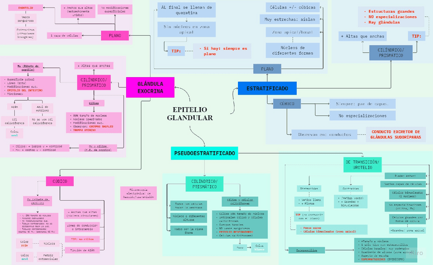 Miniatura del documento Epitelio-Glandular.pdf