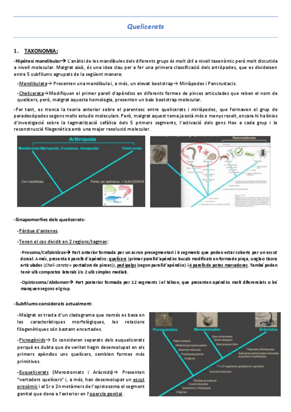 Miniatura del documento T6-Quelicerats.pdf