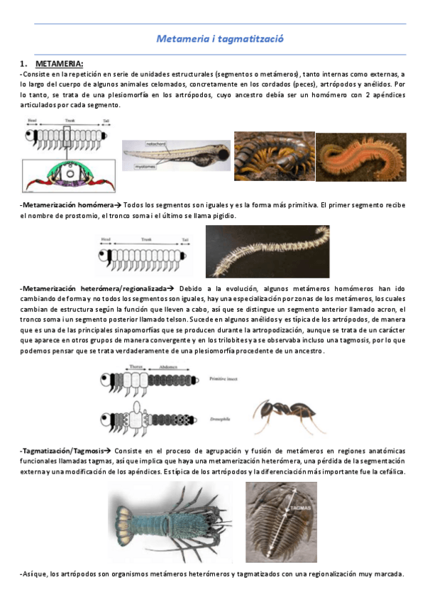Miniatura del documento T3-Metameria-i-tagmatitzacio.pdf