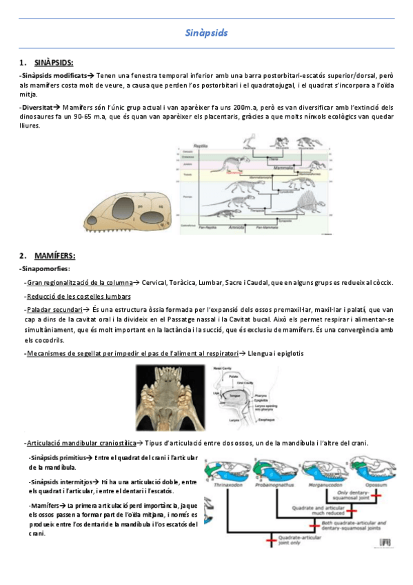 Miniatura del documento T18-Sinapsids.pdf