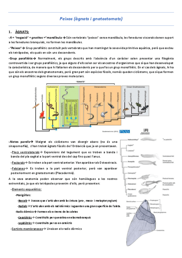 Miniatura del documento T14-Peixos-agnats-i-gnatostomats.pdf