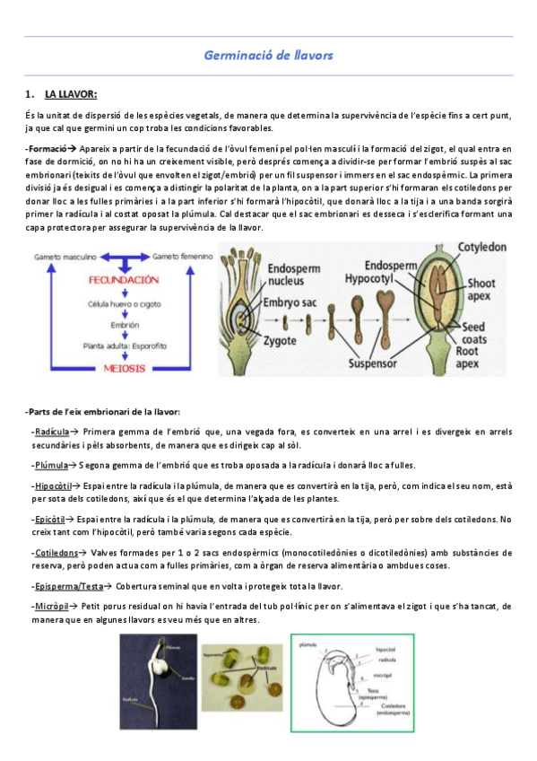 Miniatura del documento T24-Germinacio-de-llavors.pdf