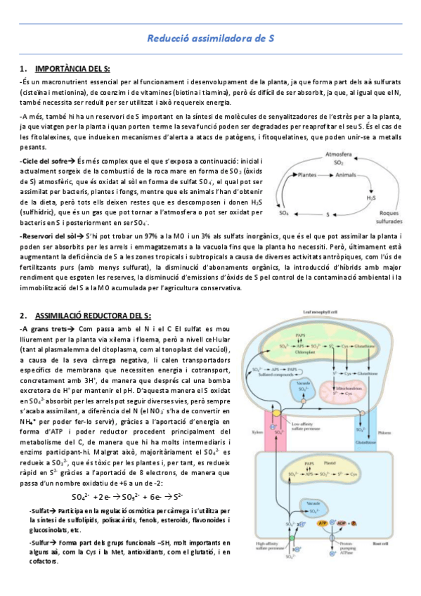 Miniatura del documento T17-Reduccio-assimiladora-de-S.pdf