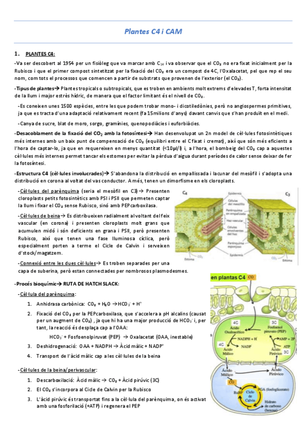 Miniatura del documento T14-Plantes-C4-i-CAM.pdf