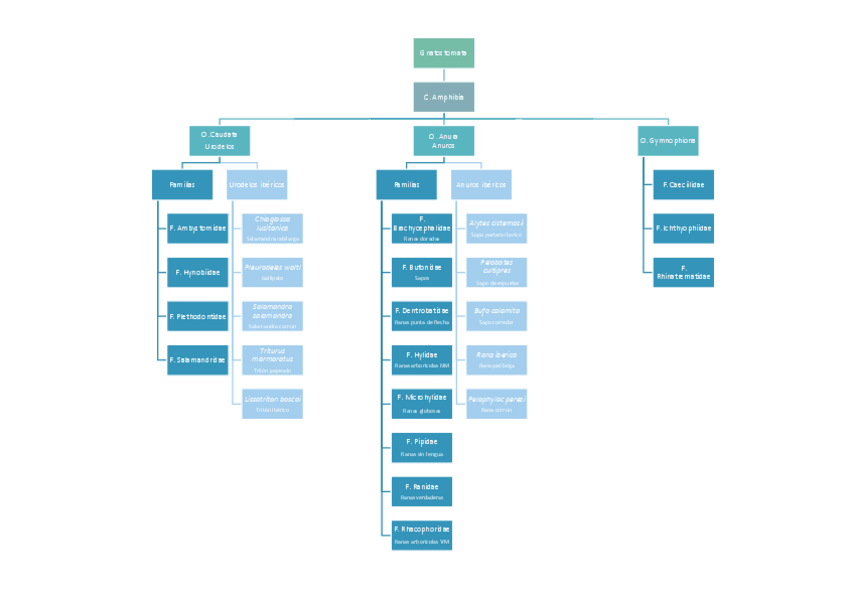 Miniatura del documento CLASIFICACION-ANFIBIOS.pdf