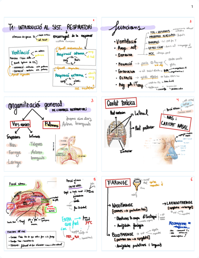 Miniatura del documento RESUM-FISIO-1R-PARCIAL.pdf