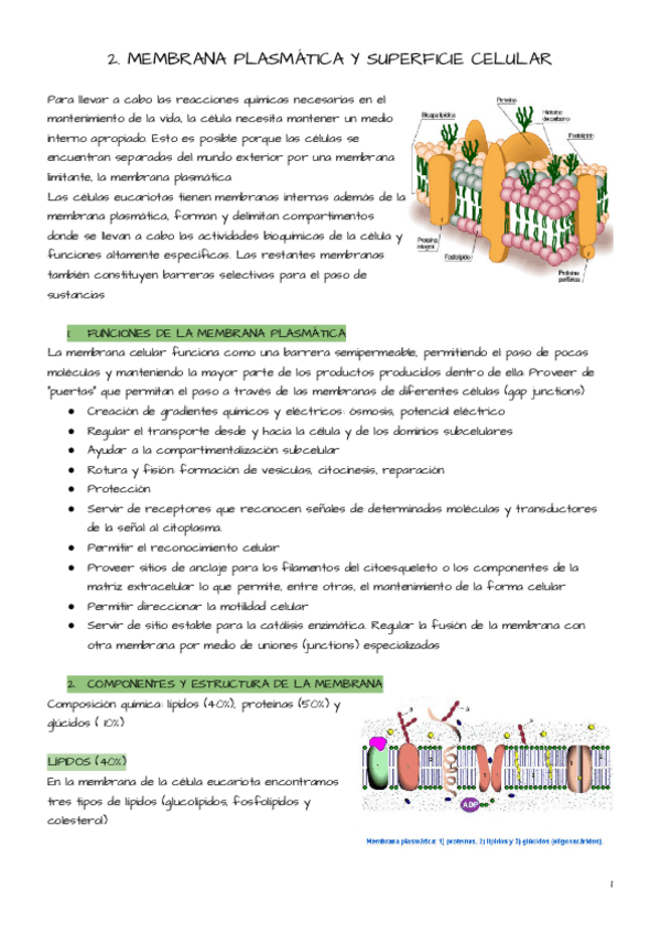 Miniatura del documento Tema-2-bio.pdf