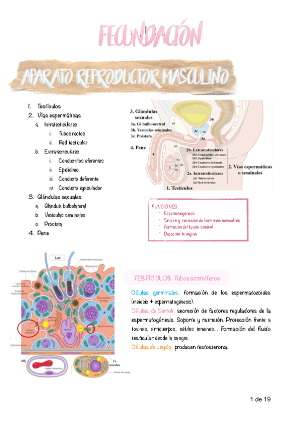 Miniatura del documento 8.-Fecundacion.pdf