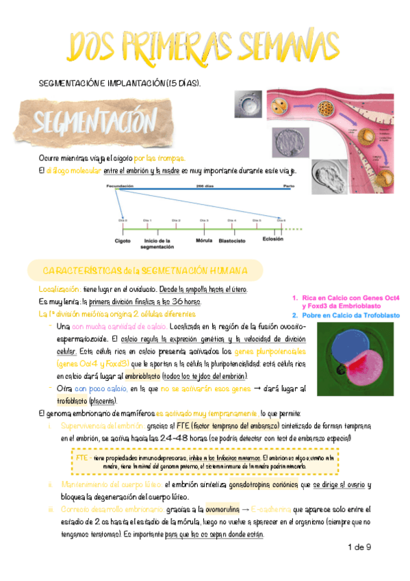 Miniatura del documento 9.-Dos-primeras-semanas.pdf