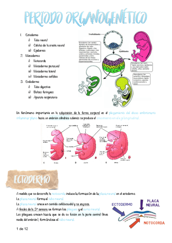 Miniatura del documento 12.-Periodo-organogenetico.pdf
