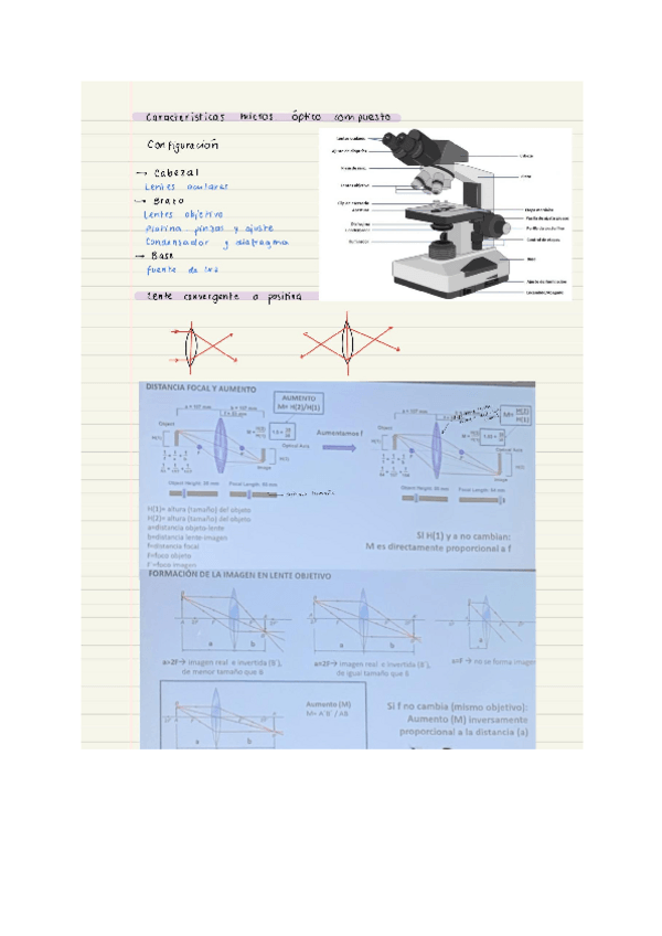 Miniatura del documento TLab-biocel.pdf