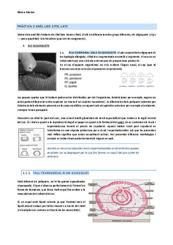 Miniatura del documento Practiques-zoologia-Annelids-2.pdf