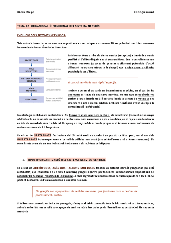 Miniatura del documento TEMA-12-ORGANITZACIO-FUNCIONAL-DEL-SN.pdf