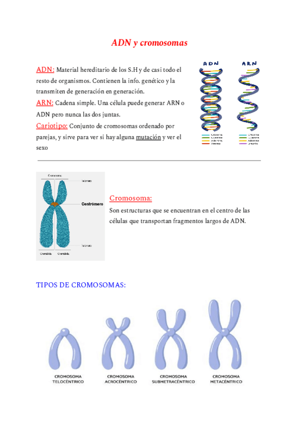 Miniatura del documento ADN y cromosomas.pdf